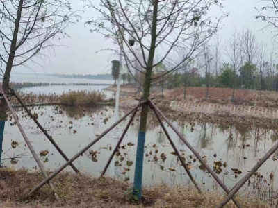 <strong>荊州市楚稻馬山投資咨詢(xún)有限公司2024年</strong>